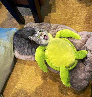 Illustration de l'article : 14 photos de chats espiègles montrant que les félins ne manquent pas d'humour