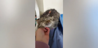 Illustration de l'article : Cette chatte errante de 10 ans dont personne ne voulait aspire à un meilleur avenir en intégrant un refuge