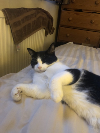 Illustration de l'article : Un bénévole pensait récupérer un chat décédé au bord de la route, mais reprend espoir en s’approchant de lui