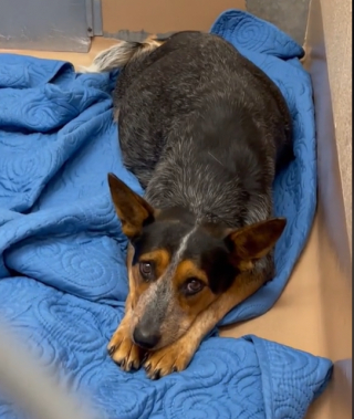 Illustration de l'article : « 9 vies sauvées au total » : une bienfaitrice accueille une chienne de refuge chez elle pour lui offrir de meilleures conditions d’accouchement