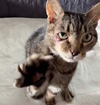 Illustration de l'article : Survivant d&rsquo;un accident de la route et porteur de la leucose f&eacute;line, ce tabby d&eacute;borde d&rsquo;affection avec ses sauveteurs