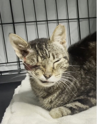 Illustration de l'article : Survivant d&rsquo;un accident de la route et porteur de la leucose f&eacute;line, ce tabby d&eacute;borde d&rsquo;affection avec ses sauveteurs