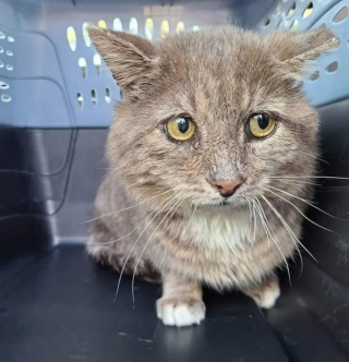 Illustration de l'article : Un chat n'ayant connu que l'errance et la peur se décide à changer radicalement d'existence