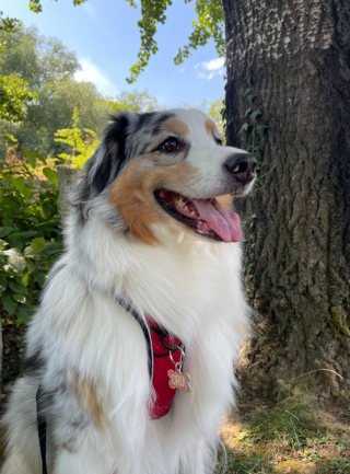 Illustration de l'article : Pour seulement 6,90 €, créez et offrez un médaillon personnalisé à votre boule de poils