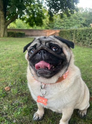 Illustration de l'article : Pour seulement 6,90 €, créez et offrez un médaillon personnalisé à votre boule de poils