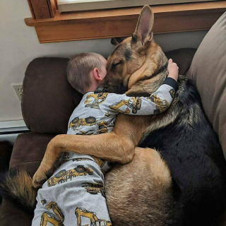 Illustration de l'article : 20 photos montrant comment les chiens propagent le bonheur autour d'eux