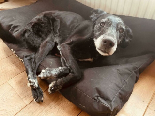 Illustration de l'article : 20 photos montrant comment les chiens propagent le bonheur autour d'eux
