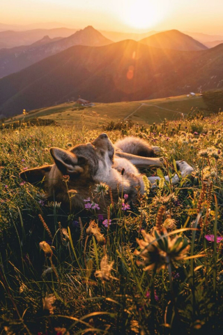 Illustration de l'article : 20 photos montrant comment les chiens propagent le bonheur autour d'eux