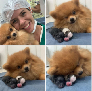Illustration de l'article : 20 photos montrant comment les chiens propagent le bonheur autour d'eux