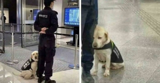Illustration de l'article : 20 photos montrant comment les chiens propagent le bonheur autour d'eux
