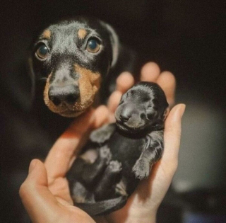 Illustration de l'article : 20 photos montrant comment les chiens propagent le bonheur autour d'eux