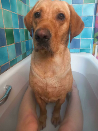 Illustration de l'article : 20 photos montrant comment les chiens propagent le bonheur autour d'eux