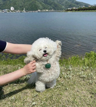 Illustration de l'article : 20 photos montrant comment les chiens propagent le bonheur autour d'eux