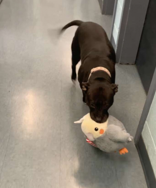 Illustration de l'article : Ce chien de refuge ne se sépare jamais de ses peluches adorées