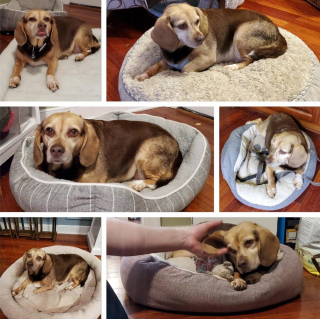 Illustration de l'article : Un appel à l'amour pour Abby, chienne séniore abandonnée avec son portrait