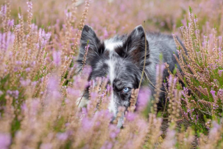 Illustration de l'article : 16 photos splendides de Tofu, la chienne amoureuse des fleurs et des randonnées