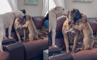 Article illustration: The unique bond between caring dogs and their Mastiff friend helps him overcome his fears (video)