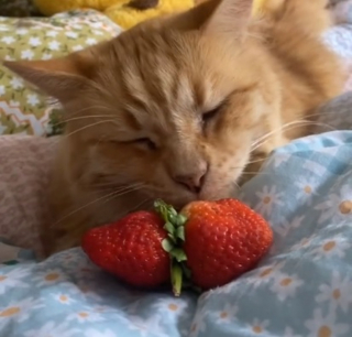 Illustration de l'article : Ce chat roux a conquis TikTok avec son étonnante passion pour les fraises (vidéo)