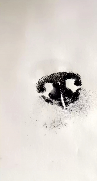 Illustration de l'article : L'amour profond qu'elle éprouvait pour son chien se traduit par une empreinte permanente sur sa peau