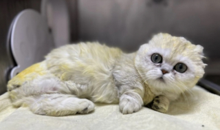 Illustration de l'article : Malade, cette chatte garde espoir de retrouver un jour un foyer aimant