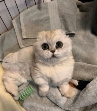 Illustration de l'article : Malade, cette chatte garde espoir de retrouver un jour un foyer aimant