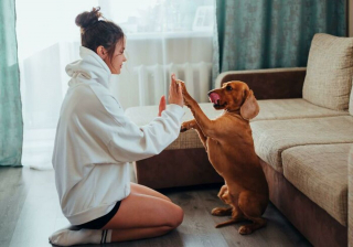 Illustration de l'article : 19 gestes simples mais essentiels pour garder votre animal heureux et en bonne santé