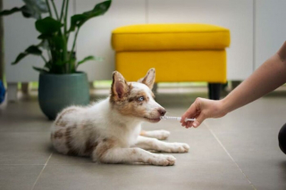 Illustration de l'article : 19 gestes simples mais essentiels pour garder votre animal heureux et en bonne santé
