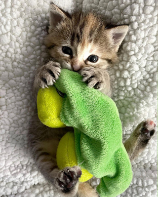 Illustration de l'article : Quand l'amour d'un chaton pour les jouets en peluche l'aide à surmonter sa solitude