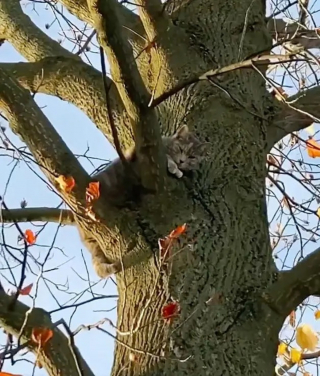 Illustration de l'article : Une promenade ordinaire se transforme en mission de sauvetage pour un chat coincé dans un arbre
