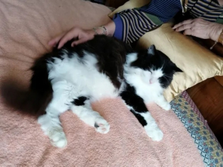 Illustration de l'article : Un chat errant s'invite dans une résidence sénior et devient le meilleur ami d'une pensionnaire