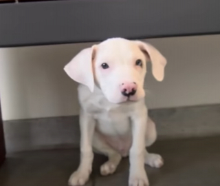 Illustration de l'article : Ce chien de sauvetage aide sa petite sœur aveugle à se repérer dans l’espace