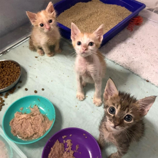 Illustration de l'article : L'amour d'une maman adoptive engagée dans un combat acharné pour sauver 3 chatons malades