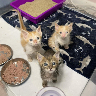 Illustration de l'article : L'amour d'une maman adoptive engagée dans un combat acharné pour sauver 3 chatons malades