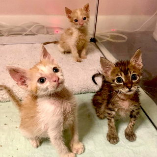 Illustration de l'article : L'amour d'une maman adoptive engagée dans un combat acharné pour sauver 3 chatons malades
