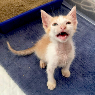 Illustration de l'article : L'amour d'une maman adoptive engagée dans un combat acharné pour sauver 3 chatons malades