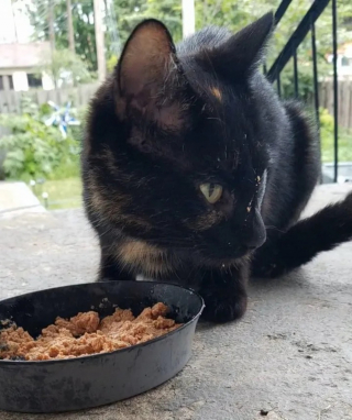 Illustration de l'article : Une chatte errante se décide à faire confiance à ses bienfaiteurs et leur révèle son merveilleux secret