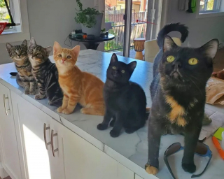 Illustration de l'article : Une chatte errante se décide à faire confiance à ses bienfaiteurs et leur révèle son merveilleux secret