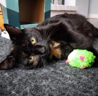 Illustration de l'article : Une chatte errante se décide à faire confiance à ses bienfaiteurs et leur révèle son merveilleux secret