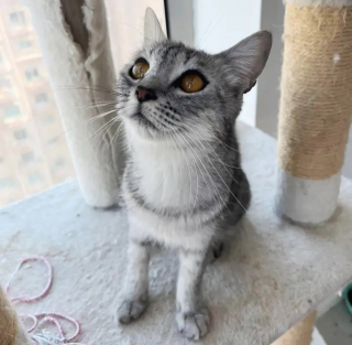 Illustration de l'article : Une chatte errante croise une âme bienveillante au moment où elle a plus que jamais besoin d'un endroit sûr