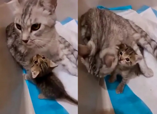 Illustration de l'article : Une chatte errante croise une âme bienveillante au moment où elle a plus que jamais besoin d'un endroit sûr