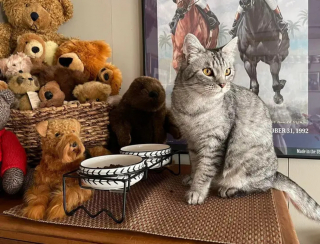 Illustration de l'article : Une chatte errante croise une âme bienveillante au moment où elle a plus que jamais besoin d'un endroit sûr