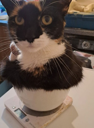 Illustration de l'article : 20 photos de chats dévoilant leur côté comique à travers des grimaces