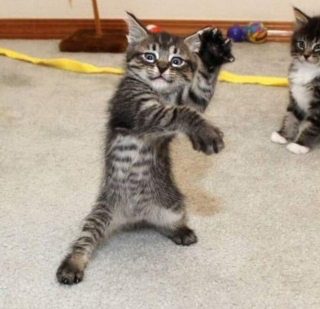 Illustration de l'article : 20 photos de chats dévoilant leur côté comique à travers des grimaces