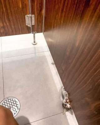 Illustration de l'article : 20 photos de chats dévoilant leur côté comique à travers des grimaces