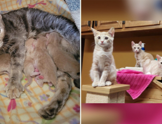 Illustration de l'article : Ce chaton trouve un moyen astucieux pour obtenir ce qu’il souhaite