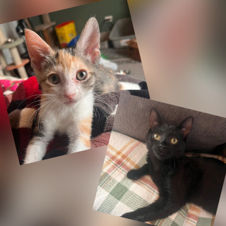 Illustration de l'article : Ce chaton trouve un moyen astucieux pour obtenir ce qu’il souhaite