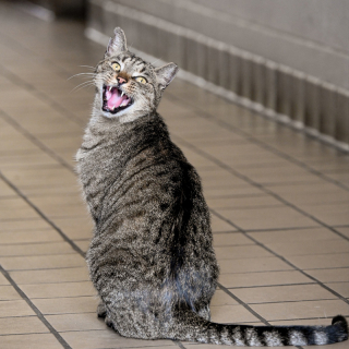 Illustration de l'article : Ce chat étonnant élie domicile au sein d’une caserne de pompiers 