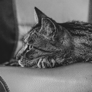 Illustration de l'article : Ce chat étonnant élie domicile au sein d’une caserne de pompiers 