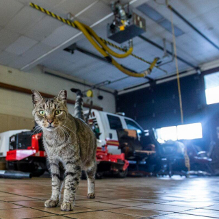 Illustration de l'article : Ce chat étonnant élie domicile au sein d’une caserne de pompiers 