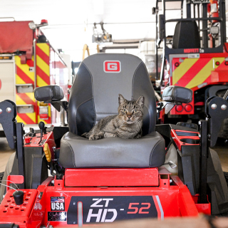 Illustration de l'article : Ce chat étonnant élie domicile au sein d’une caserne de pompiers 